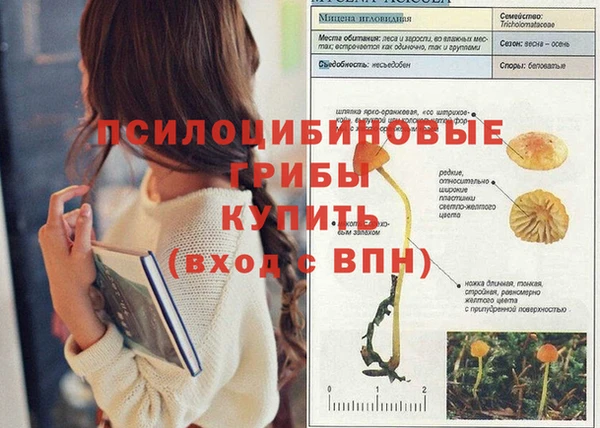 дмт Богданович